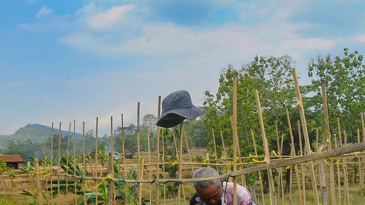 Adanya pembangkit listrik tenaga surya ini membuat aktivitas pertanian di Kabupaten Kuningan ini terus berdenyut meski dilianda musim kemarau.