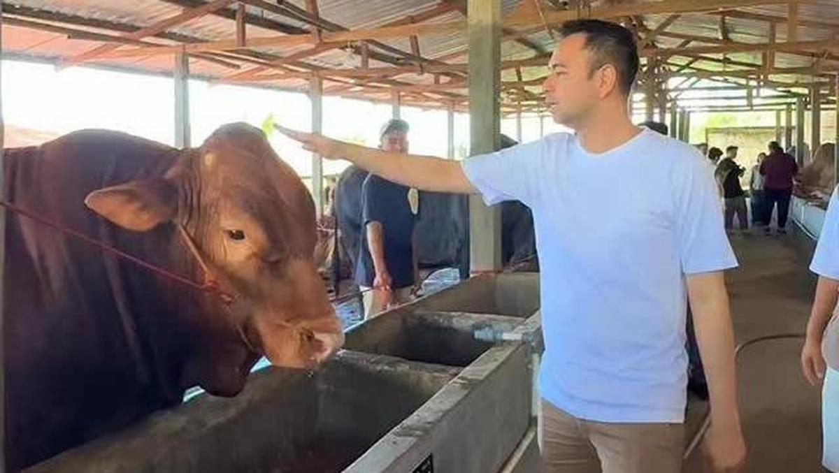 10 Potret Hewan Kurban Artis di Momen Idul Adha 2026, Diberi Nama yang Unik