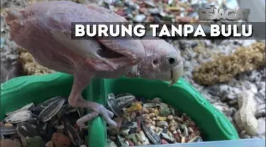 Rhea, burung yang tak memiliki bulu jadi sorotan masyarakat dunia karena keunikan dan tingkah lakunya.