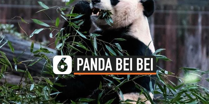 VIDEO: Panda Raksasa Bei Bei Akan Pulang ke China