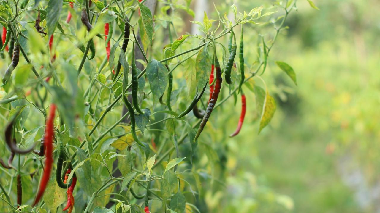 Pohon Cabai