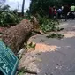 Angin kencang menumbangkan beberapa pohon besar di Kota Lombok, NTB. (Liputan6.com/Hans Bahanan)