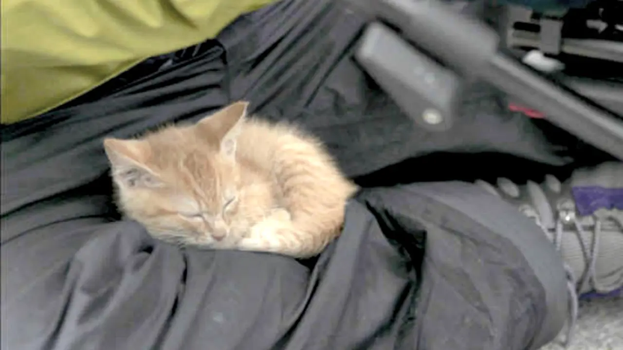 Lucunya Anak Kucing Pencinta Jurufoto