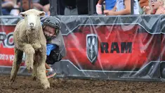 Seorang anak mengenakan helm dan rompi pelindung menungangi domba selama kompetisi Wool Riders Only Mutton Bustin 'di Iowa State Fair di Des Moines, Iowa, AS (12/9/2019). Kompetisi ini pertama kali diadakan pada tahun 1854. (Chip Somodevilla/Getty Images/AFP)