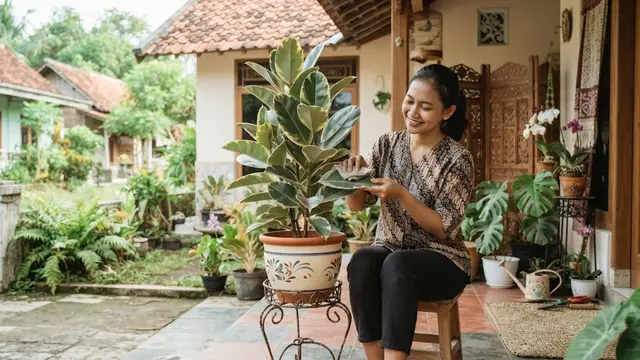 Tanaman yang cocok ditanam wanita virgo yang suka semuanya rapi model rubber plant