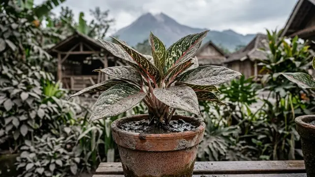 Cara Bersihkan Abu Vulkanik dari Tanaman