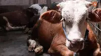 Puluhan ekor sapi di Situbondo mati karena terpapar PMK (Istimewa)