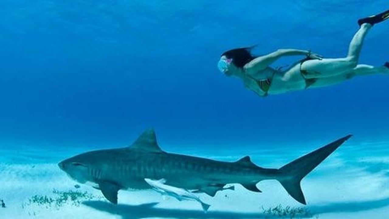 Hiu bisa berhenti berenang