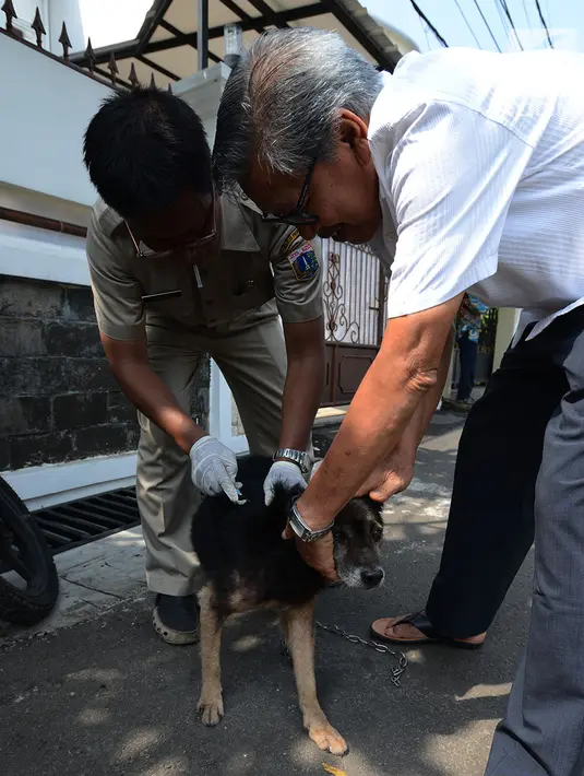 Petugas menyuntikkan vaksin anti rabies pada anjing milik warga di Kelapa Dua Wetan, Ciracas, Selasa (8/1). Kegiatan ini memberikan edukasi tentang pentingnya peran serta masyarakat dalam mempertahankan Jakarta Timur bebas rabies (Merdeka.com/Imam Buhori)