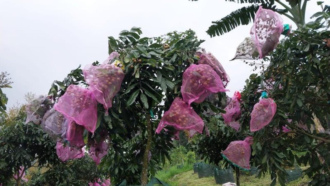 Fakta Unik: Indonesia Panen Buah Sepanjang Tahun, Ini Tiga Pilar Strategis Pengembangan Buah Indonesia