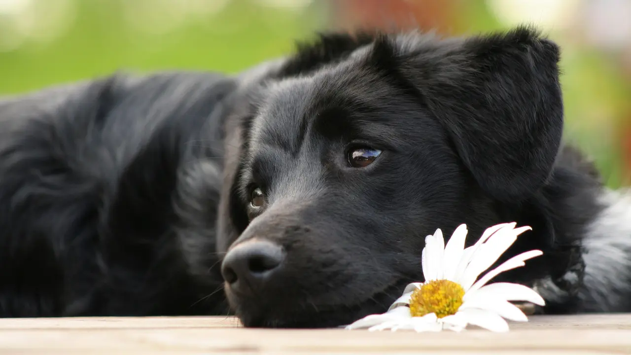 Anjing stres bulunya cepat putih. (Foto: goodwp.com)