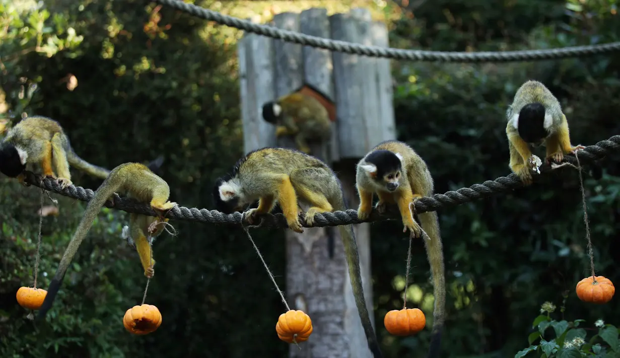 Tupai mencari makanan dalam labu saat merayakan Hari Halloween di Kebun Binatang London, Inggris, Kamis (25/10). (Yui Mok/PA via AP)