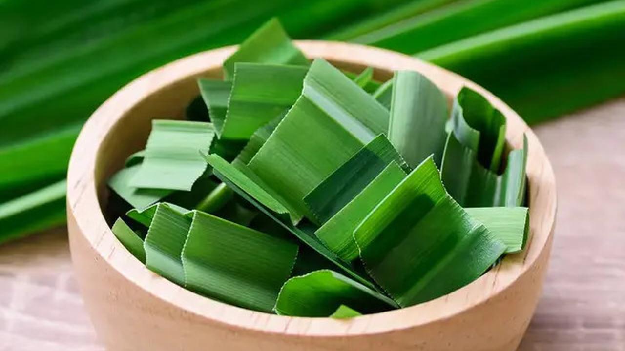 Manfaat Daun Pandan untuk Menurunkan Gula Darah dan Kolesterol