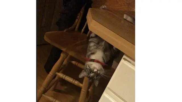 Potret 6 Kucing Bergaya Bak Spiderman Ini Bikin Tepuk Jidat