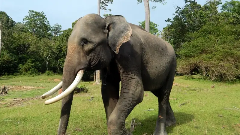 Kawanan Gajah Liar Ancam Pemukiman Warga Mukomuko