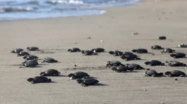 Bayi penyu dilepaskan ke laut di Bali, Indonesia, Selasa (6/7/2021). Puluhan penyu Lekang yang baru menetas dilepasliarkan dalam kampanye penyelamatan penyu yang terancam punah. (AP Photo/Firdia Lisnawati)