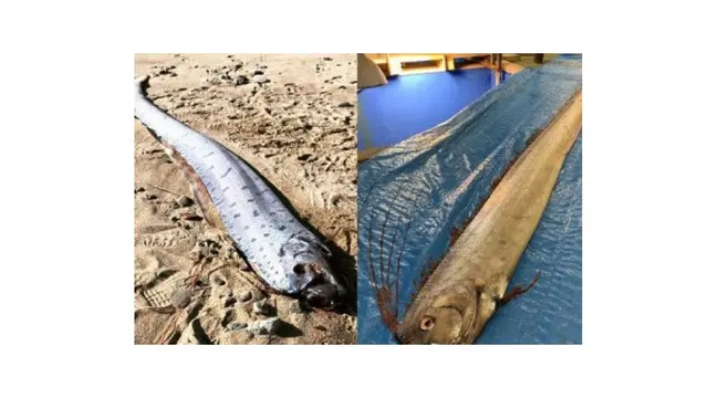 Ikan Oarfish