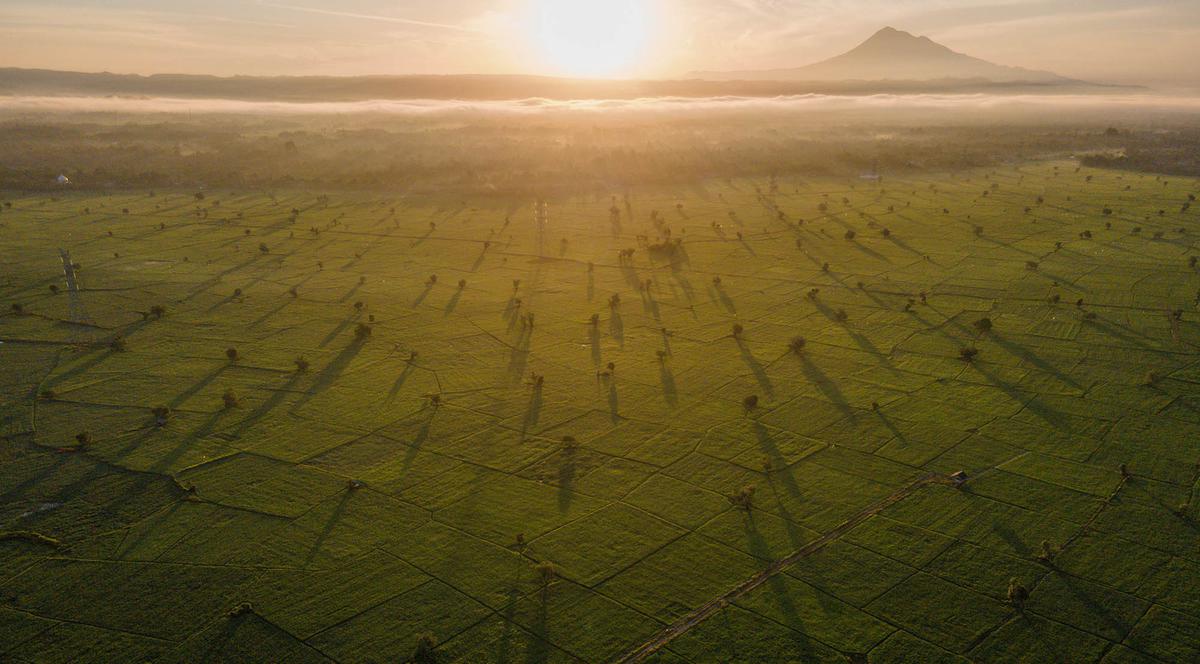 Mentari Pagi Menyinari Sawah Produktif Aceh Besar
