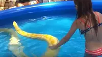 Sebuah video yang menunjukkan seorang remaja perempuan berenang di kolam plastik bersama ular raksasa viral di media sosial.