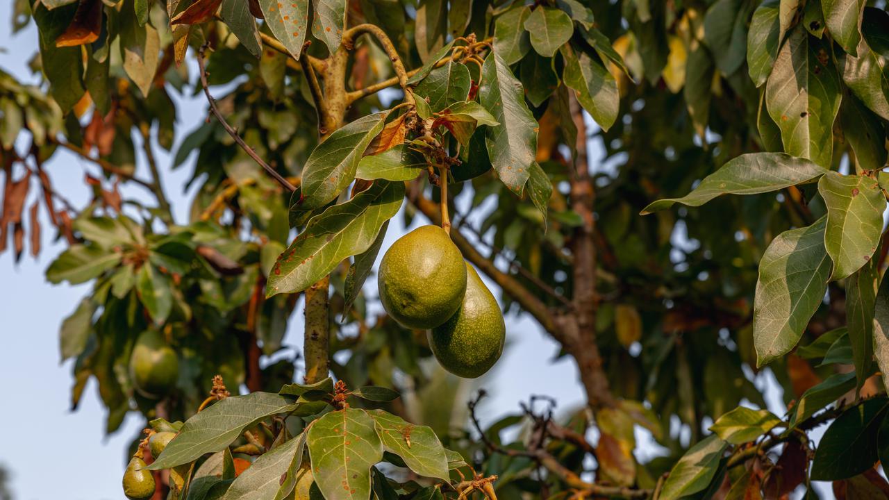 Buah Alpukat Berukuran Kecil Meski Pohonnya Subur