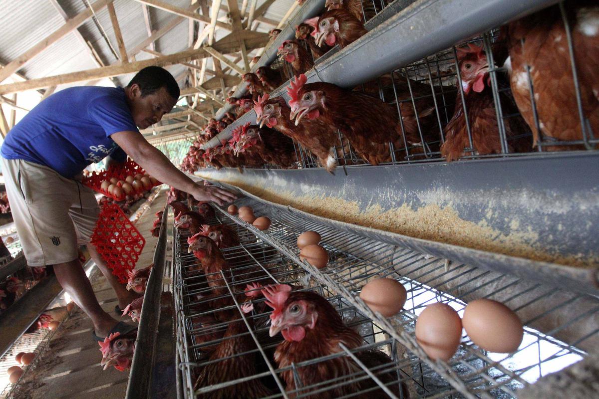 Harga Telur Peternak Dipatok Rp 24 Ribu per Kilogram