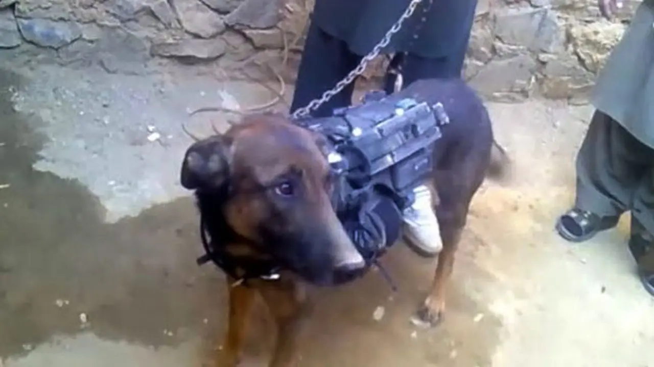 anjing-140207b.jpg