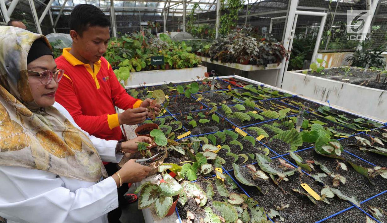 Gagasan Untuk Gambar Tanaman Begonia - Bunga Hias