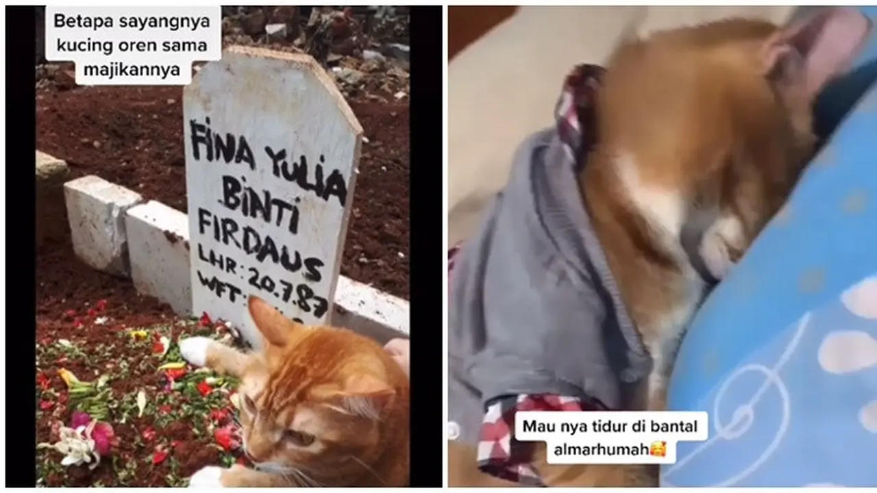 Sang Majikan Meninggal, Kucing Ini Tak Henti Nangis Sampai Tidur di Kasur Pemiliknya