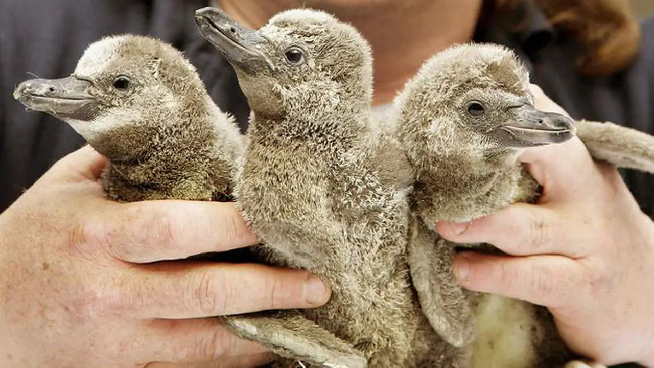 3 Bayi Penguin Menghilang, Dicurigai Dicuri Oleh Anak Muda Iseng