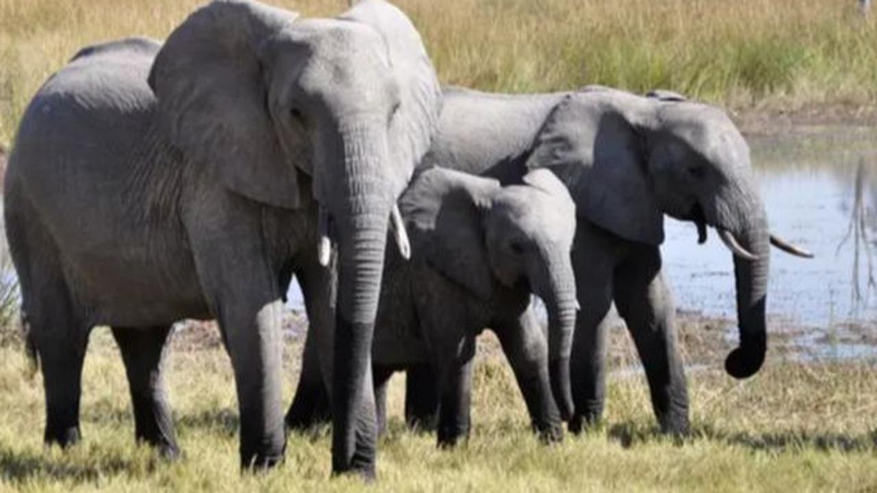 Negara Ini Bakal Bunuh 83 Gajah, 50 Banteng, dan 30 Kudanil Agar Dagingnya Bisa untuk Makan Rakyat yang Kelaparan