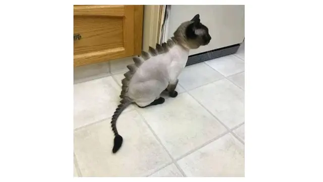 Potret Kucing Mirip Dinosuarus Ini Bikin Senyum-senyum Sendiri