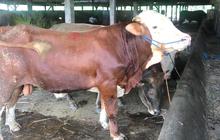 Demi Kesejahteraan Peternak, Mentan Amran Upayakan Harga Daging Sapi Minimal Rp 50.000 per Kilogram