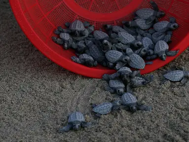Sejumlah anak penyu sisik dilepaskan di pantai Sayulita, Meksiko (2/12). Anak penyu ini adalah hasil konservasi yang dilakukan oleh organisasi "Red Tortuguera". (AP Photo/Marco Ugarte)