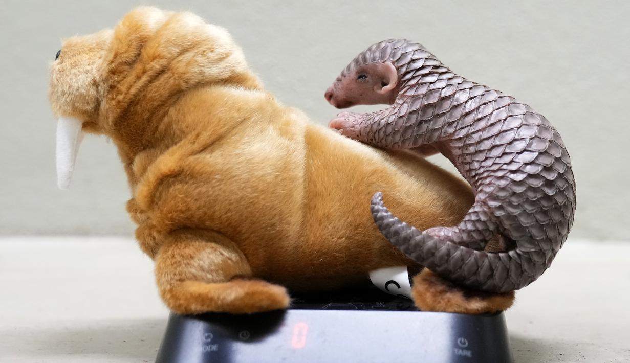 Seekor bayi trenggiling dari China sedang ditimbang di Kebun Binatang Praha, Republik Ceko, Kamis (23/2/2023). Bayi trenggiling betina lahir di kebun binatang Praha pada 2 Februari 2023 lalu, sebagai kelahiran pertama hewan yang terancam punah di benua Eropa, dan baik-baik saja, kata taman itu. (AP Photo/Petr David Josek)