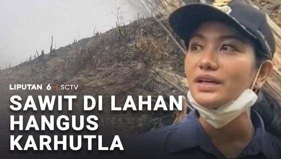 Sawit di Lahan Hangus Karhutla