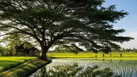 7 Rekomendasi Pohon Peneduh yang Cocok Ditanam di Area Sawah Produktif