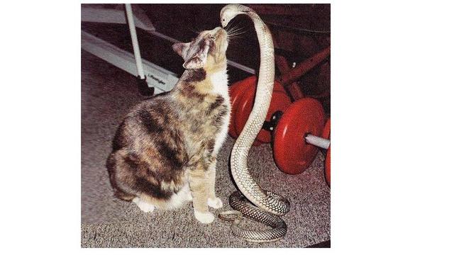 6 Momen Persahabatan Kucing dengan Ular, Tak Takut Meski Kobra