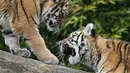 Harimau Siberia kecil Kasimir dan Kalinka bermain di batang pohon di kebun binatang di Duisburg, Jerman, Senin (25/10/2021). Anak harimau kembar lahir pada bulan Mei dan menikmati musim gugur pertama mereka di kandang dekat dengan alam di kebun binatang . (AP Photo/Martin Meissner)