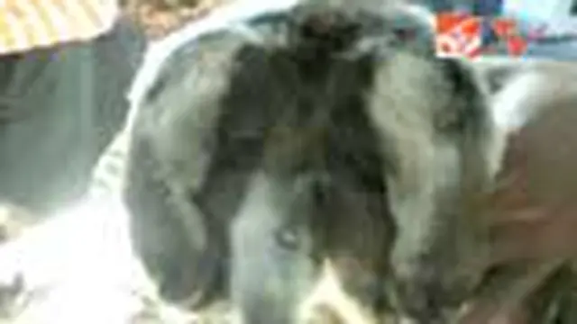 Anak Kambing Berkepala Dua