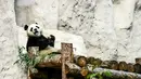 Panda raksasa (ailuropoda melanoleuca) bersantai di Kebun Binatang Moskow, Rusia, Sabtu (13/7/2019). (Kirill KUDRYAVTSEV/AFP)