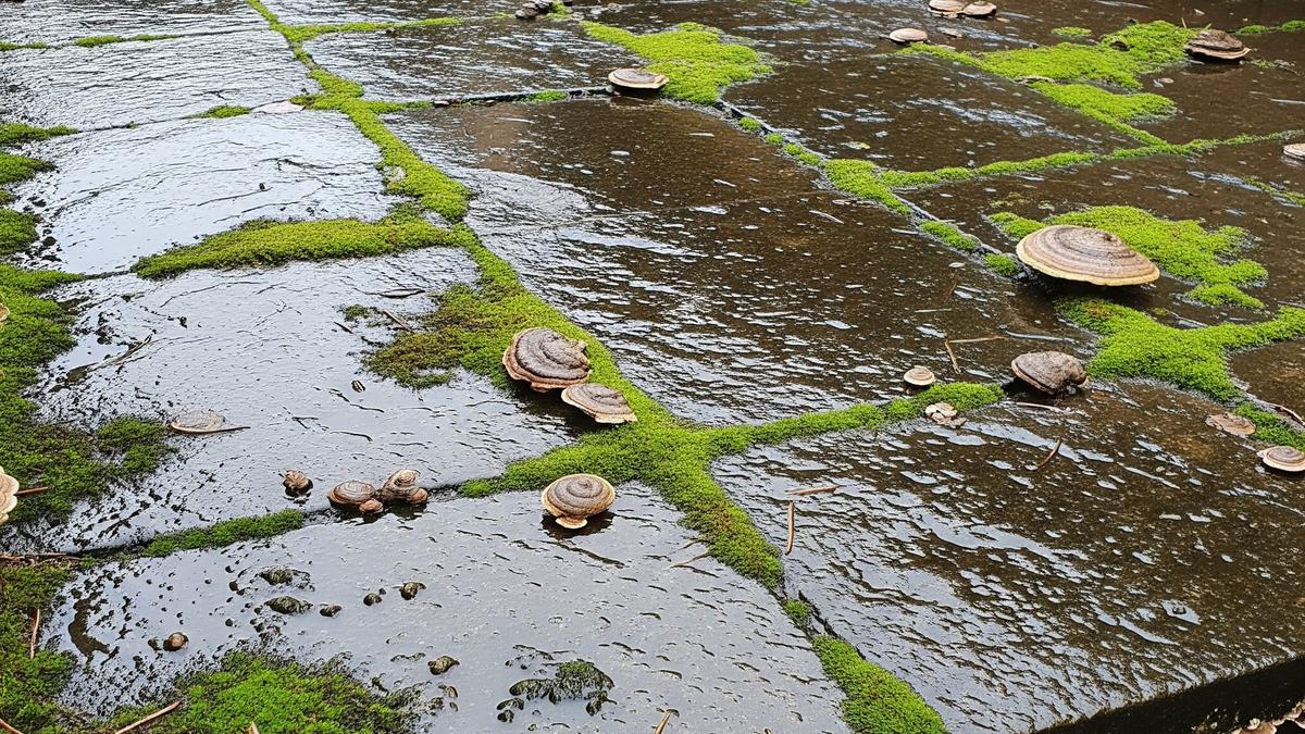 7 Cara Membersihkan Teras Rumah Licin agar Aman Dipakai saat Musim Hujan, Jaga Keselamatan Keluarga