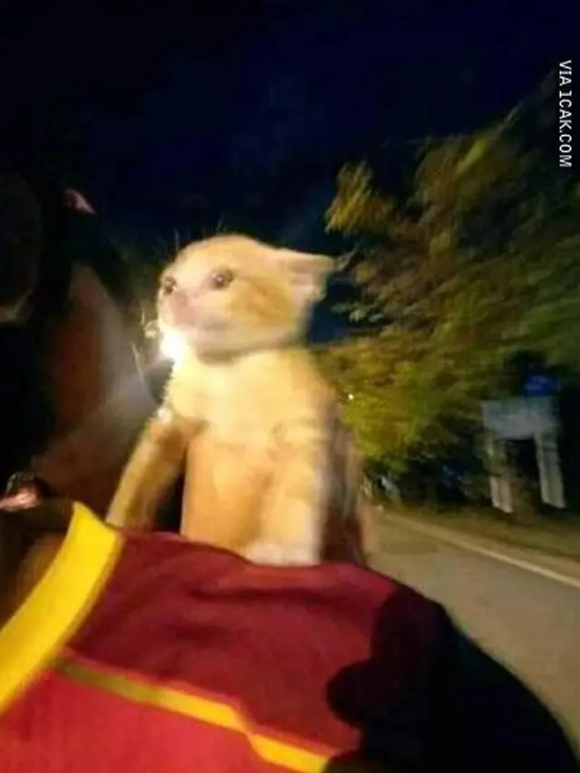 6 Potret Kucing Naik Motor Ini Bikin Geleng Kepala