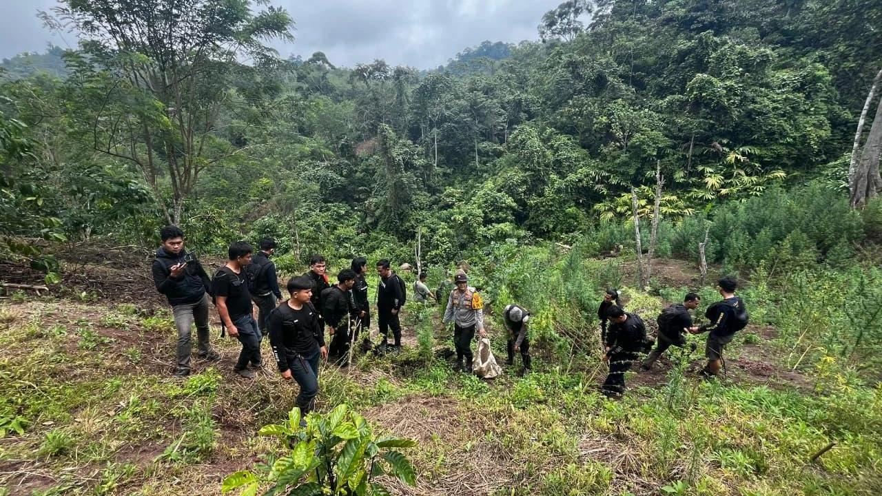 Polda Sumsel Bongkar Ladang Ganja 20 Hektare di Empat Lawang, 220 Kg Disita dan Bandar Utama Ditangkap