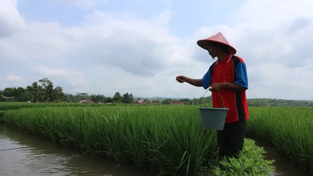 Petani pembudidaya ikan dengan sistem minapadi di Desa Gembong, Purbalingga, Jawa Tengah. (Foto: Liputan6.com/Humas Protokol PBG/Muhamad Ridlo)