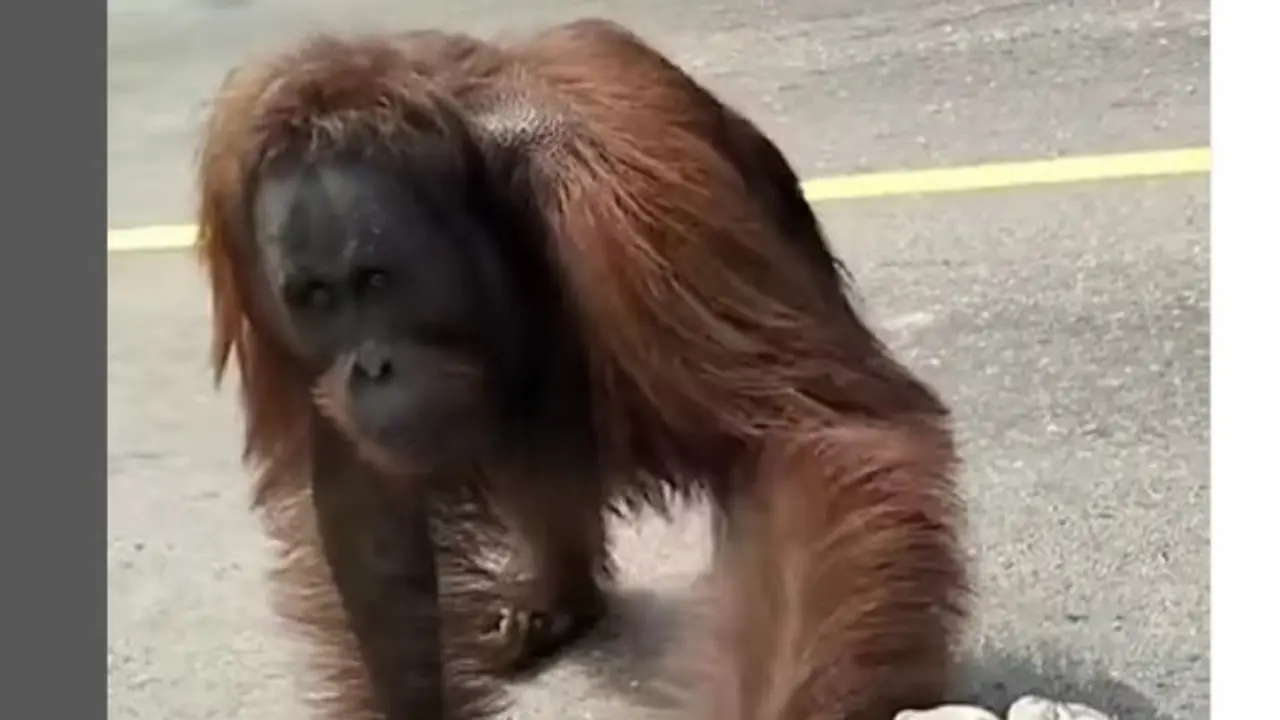 Heboh Video Orangutan Turun ke Jalan,