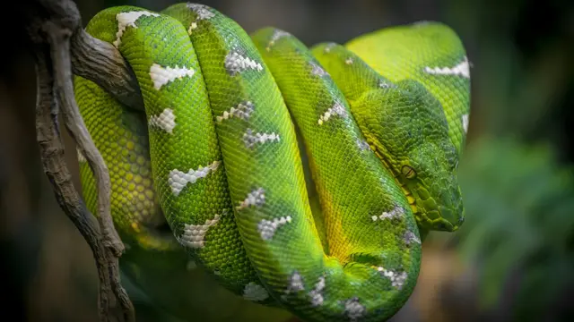 Emerald Tree Boa