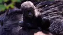 Seekor bayi gorila dataran rendah barat terlihat di Kebun Binatang Belo Horizonte, Brasil pada 14 Oktober 2019. Bayi gorila langka yang lahir  8 Juli 2019 ini merupakan keturunan keempat spesies dataran rendah barat yang sangat terancam punah. (DOUGLAS MAGNO/AFP)
