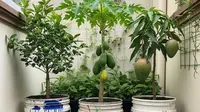 10 Desain Kebun Buah Mini Panen Sepanjang Tahun, Produktif di Lahan Sempit