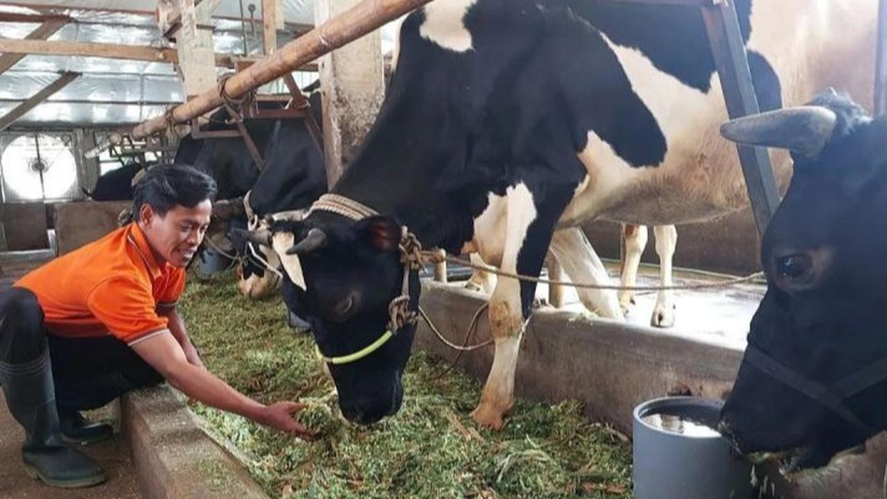 Demi Gizi Anak Bangsa, Program Impor Sapi Perah Perlu Percepatan