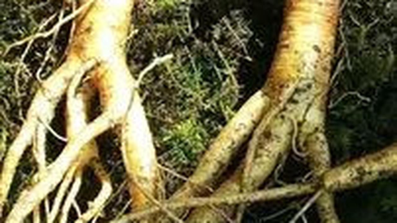 8 Manfaat Daun Ginseng Bagi Tubuh, Di Antaranya Cegah Kanker & Jaga Kesehatan Hati